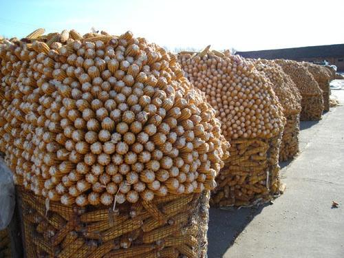 哪里有卖圈玉米网的？春东专卖圈玉米电焊网/浸塑荷兰网